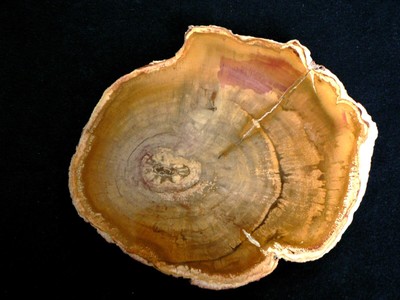 BOIS FOSSILE DADOXYLON PROVENANCE BRESIL 150X125X10 