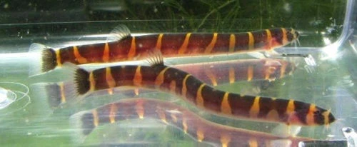 Striped Kuhli Loach LIVE FISH Read Description