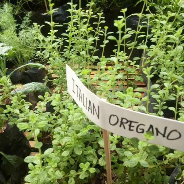 Oregano Seeds | Common Italian | NON-GMO | Heirloom | Fresh Garden Seeds