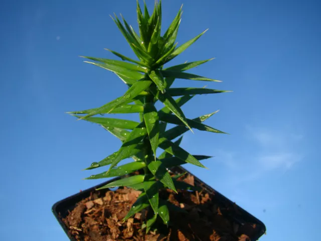 hardy exotic conifer tree Monkey puzzle tree ARAUCARUA ARAUCANA, 8-10cm 3