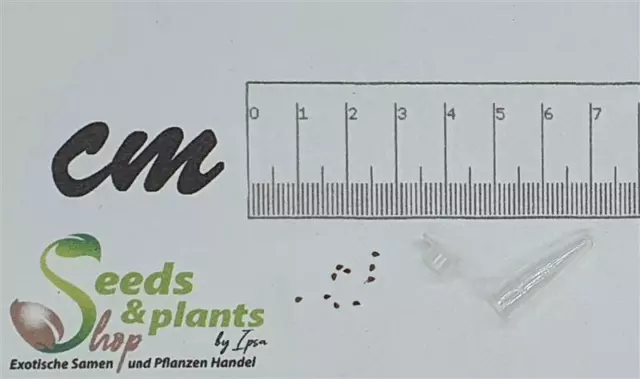 10x Lampranthus multiradiatus succulent garden plants - seeds B1678 2