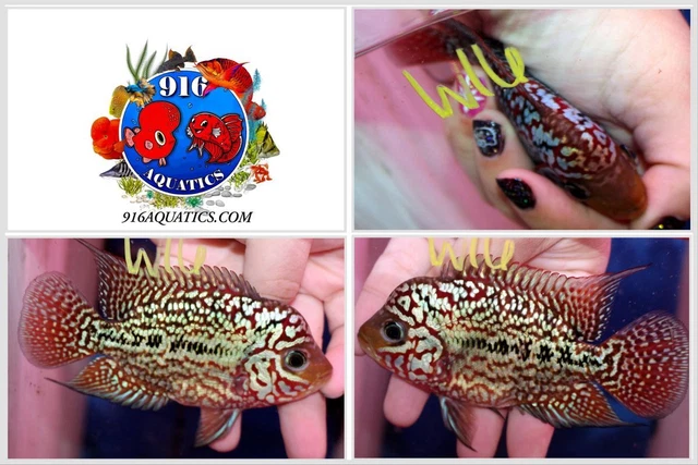 3.5 Inch King Kamfa Live Flowerhorn #W16