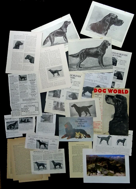 GORDON SETTER DOG COLLECTION of Cuttings Pages Breed History Research Ads Etc.