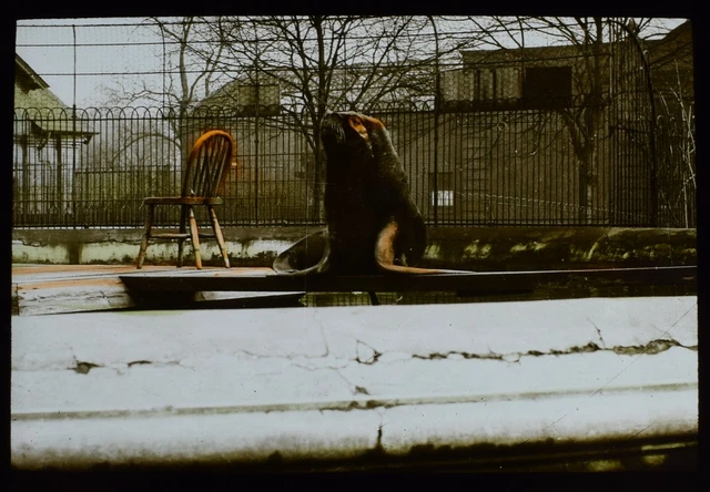 ANTIQUE Magic Lantern Slide CAGED SEA LION C1910 PHOTO ZOO