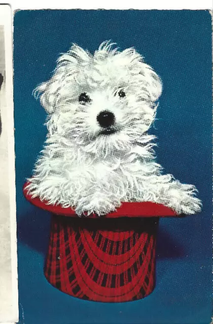 Antique/Vintage Postcard-DOG-PUPPY-SCOTTY-TERRIER- IN TARTAN HAT