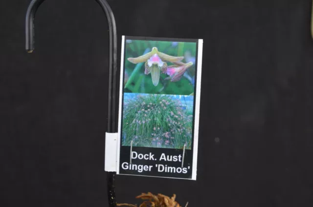 OoN Dockrillia orchid Australian Ginger 'Dimos' Tree fern Mounts 3
