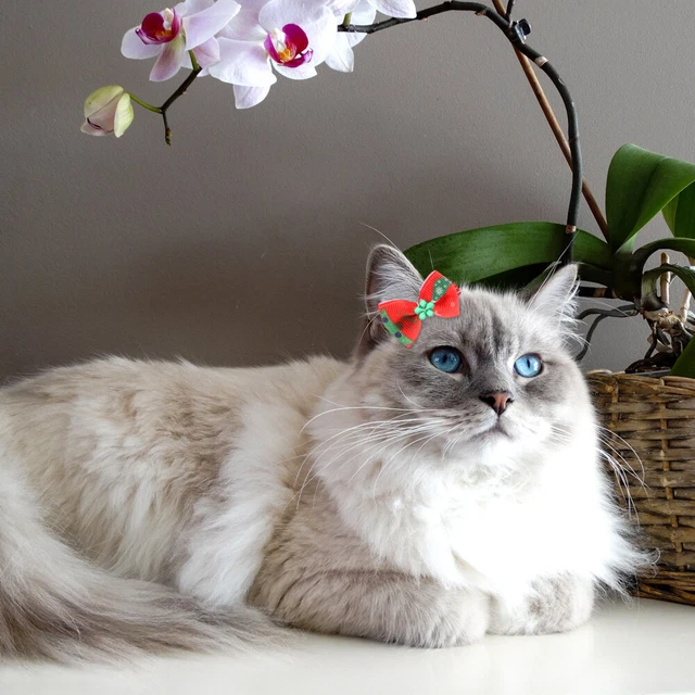 Hundehaar Schleifen 20 Stück - Süße Gummibänder Für Kleine Hunde