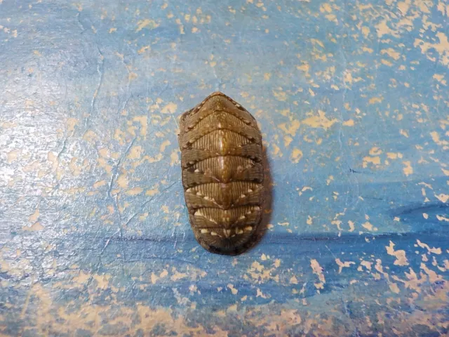 CHITON sp.  EXCELENTE, 21,45 mm, de Grecia