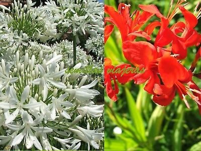 grandes almacenes Entrega rápida en cada pedido Agapanto blanco graines  Agapanthus white seeds samen 20 semillas de flores Global destacado