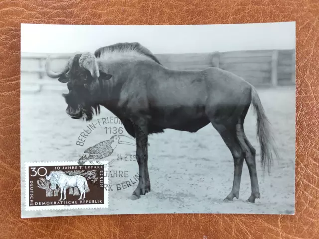 Maximumkarte DDR Mi. 1095, 10 Jahre Tierpark Berlin-Weißschwanzgnu, ESST 24.3.65