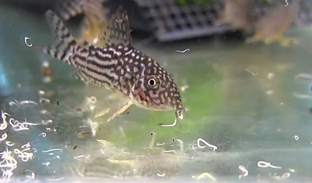 Grindle Worm Starter Culture- Natural live food - clean, no dirt.