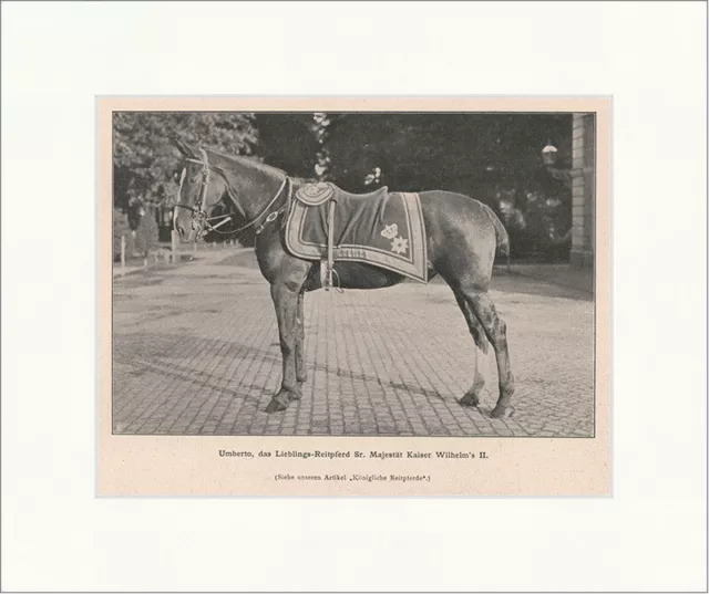 Umberto, Reitpferd Kaiser Wilhelms II. Adel Tiere Ross Preußen F_Vintage 00565