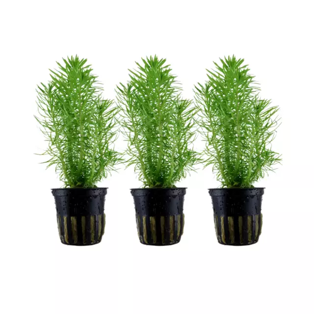 Pianta per Acquario 3 Pezzo Pogostemon Erectus Piante Tropica Nr.053F Set