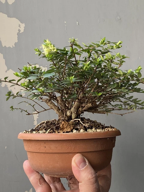 Bonsai Lonicera in fiore