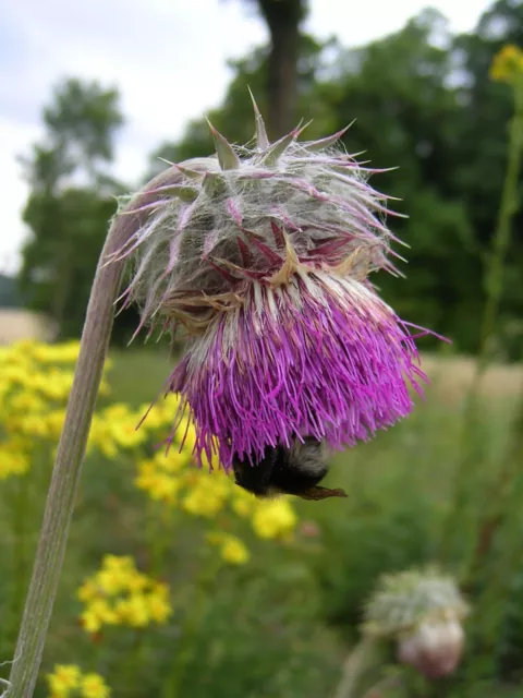 Carduus nutans NICKENDE DISTEL 20 Samen Schmetterlings - und Bienenweide 2