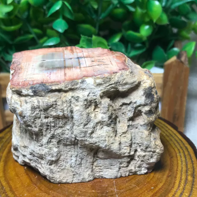 261g Top Natural Petrified Wood Crystal Polished Slice Madagascar 83