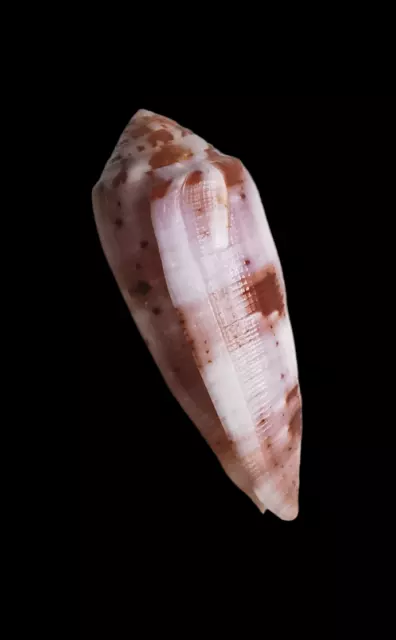 SHELL CONCHIGLIA CONUS CIRCUMCISUS mm.60,5 PHILIPPINES 3