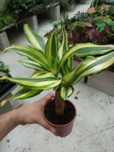 Plantas de interior Dracaena fragans Yellow Coast Planta palo de brasil