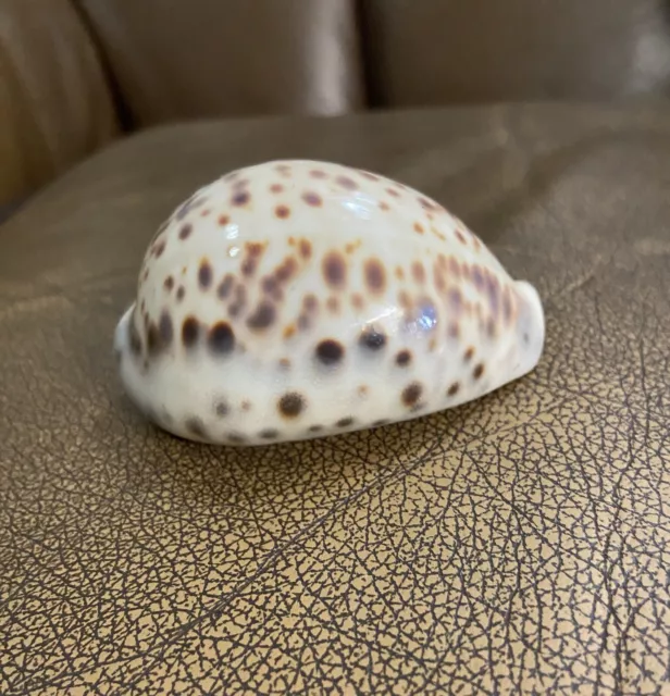 Rare Open Spotted Tiger Cowrie Sea Shell
