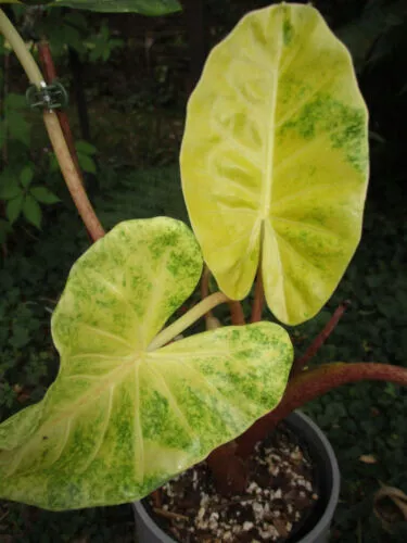 Alocasia New Guinea Gold