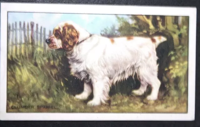 CLUMBER SPANIEL  Vintage 1936 Illustrated Dog Card QC25M
