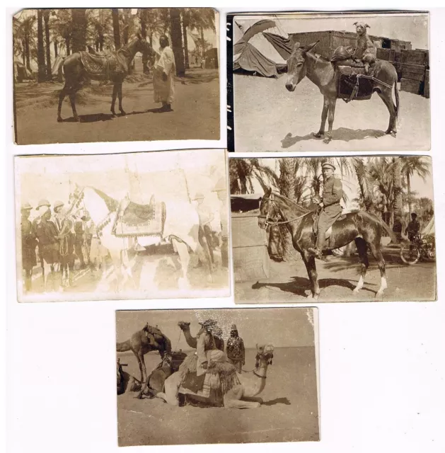 Set Ww1 Photos: British Army Camp Egypt: Cwmbach, Aberdare, Rhondda: South Wales