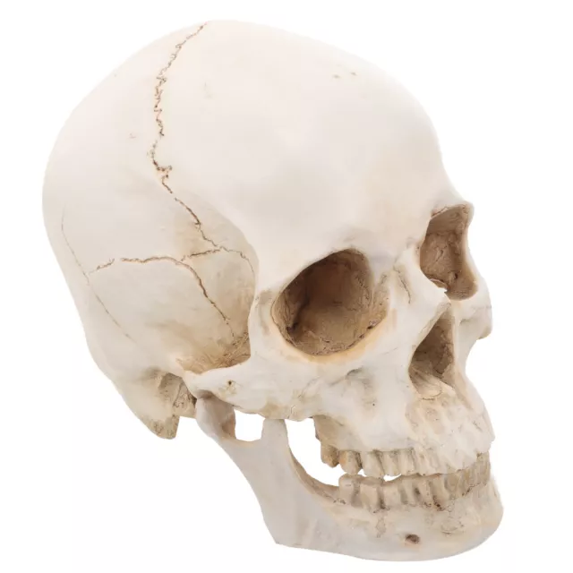 Resin Skull Lifelike Human Model Skeleton Decoration Teaching