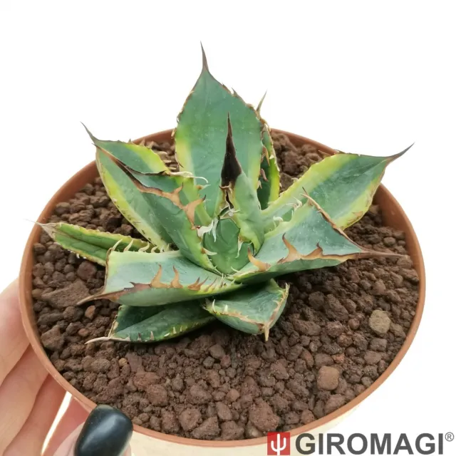Agave titanota 'Banana Peel' f. variegated アガベ POTØ12cm - GIROMAGI Cactus