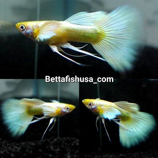 1 Female - Full Gold Ribbon Guppies - High Quality Live Guppy Fish - USA SELLER