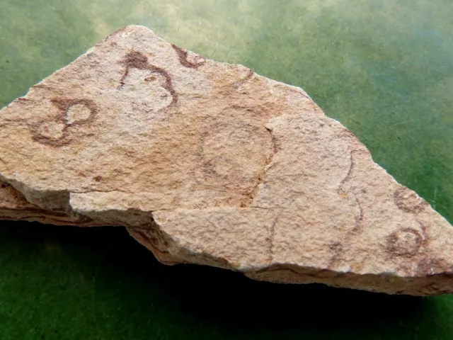 Fosiles Trilobites " Bonitos Y Rarisimos Estromatolitos   -  4C17 "