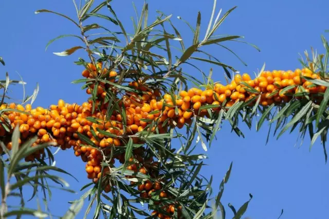 5 Graines d' Argousier Hippophae Rhamnoides Sea Buckthorn