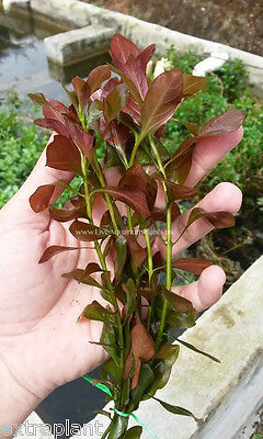 3x Ludwigia Repens Bunch Freshwater Red Freshwater Live Aquarium Plants Factory