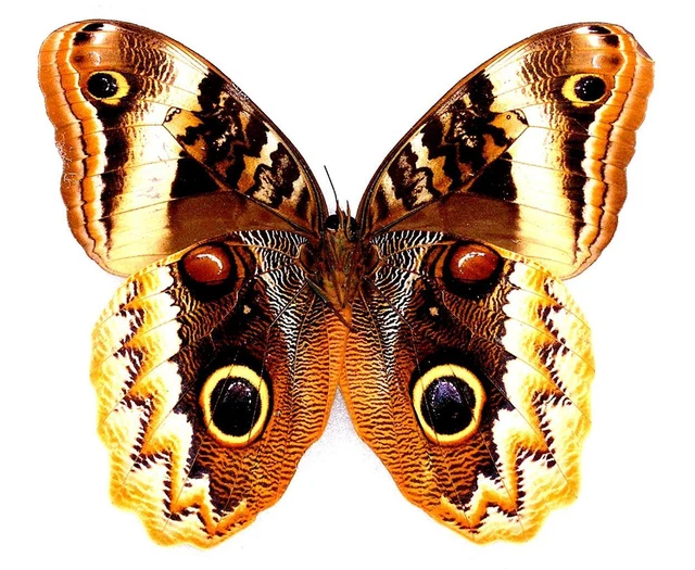 BUTTERFLY/MOTH/MOUNTED Real Framed Belize CALIGO URANUS