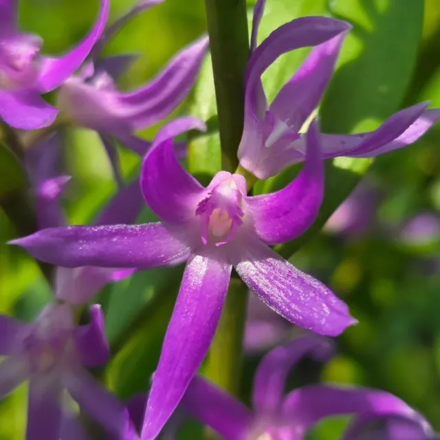 Orchid Species- Dendrobium Ostrinum