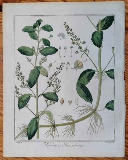 Hayne Originaldruck Koloriert Botanik Bachbunge Veronica beccabunga - 1813