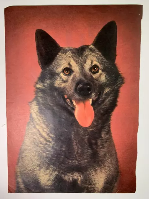 Norwegian Elkhound Esquire Magazine July 1943  13inx9in Champion Thormin