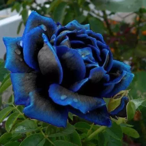 100pcs Midnight Blue Rose Flower Seeds, Rare Garden Plant - beautiful Seeds