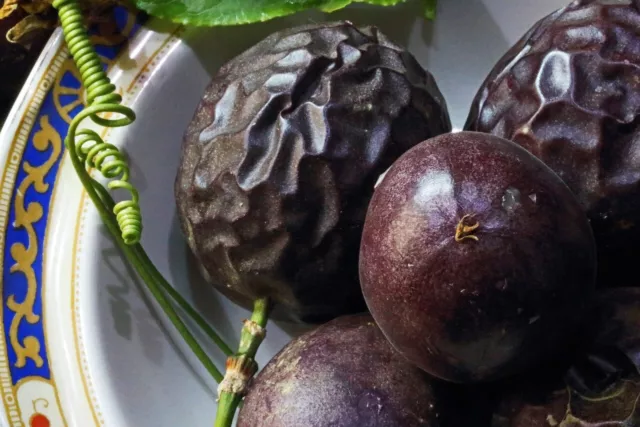 10 X Purple Giant Passionfruit Seeds-Sweet Juicy Fruit-Vine-Climber-Fruit Tree