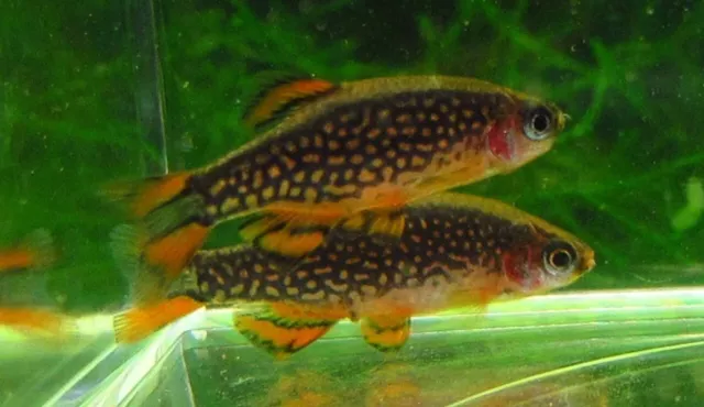 6 Galaxy Rasboras Celestial Pearl Danio Live Freshwater Aquarium Fish