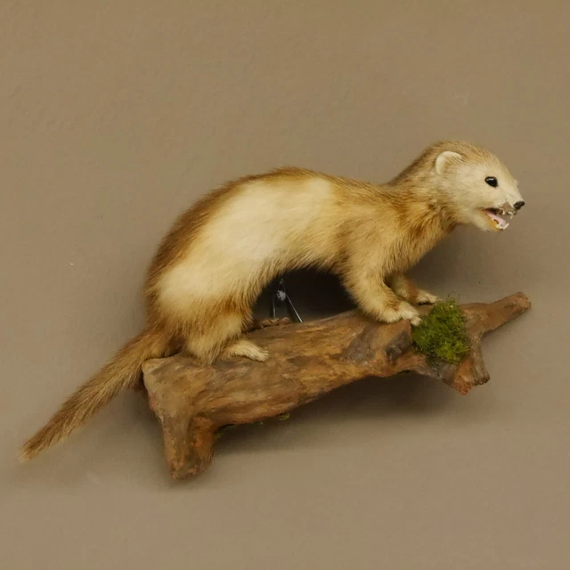 Iltis Joven Preparado Altura 20CM Tronco para Animales Taxidermy Deco 89.4.54