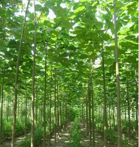 Paulownia elongata (albero a crescita rapida) - 5000 semi + regalo