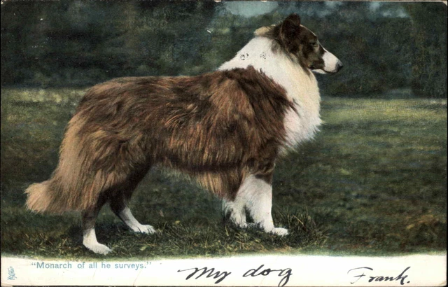 Tuck "Animal Life" Beautiful Collie Dog c1910 Vintage Postcard