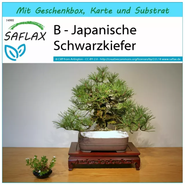 SAFLAX Geschenk Set - B - Japanische Schwarzkiefer - Pinus - 30 Samen