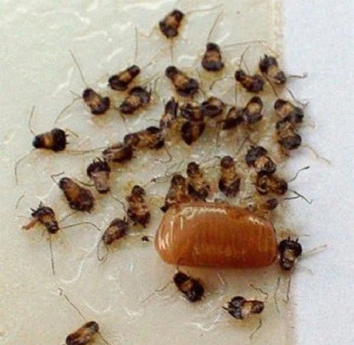 12 Spider Cockroaches Insect Traps Brown Recluse Spider Scorpion Cricket  Traps 2