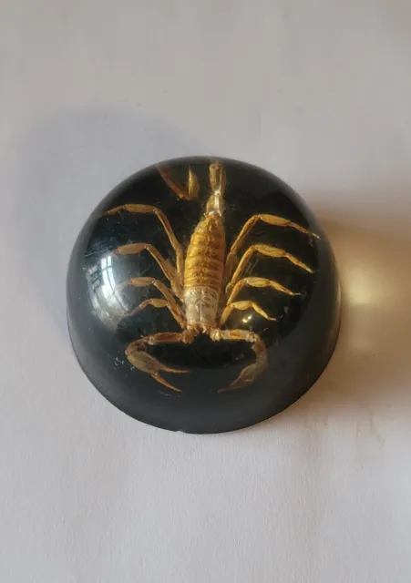 Vintage Scorpion Lucite Acrylic Paperweight Black Background