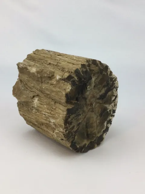 BEAUTIFUL 3.96 lb.  Symmetrical Petrified Wood Log - GREAT DISPLAY PIECE