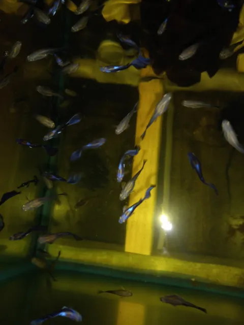 1 TRIO - Live Aquarium Guppy Fish High Quality -  Blue/black Moscow 1 male 2 fem