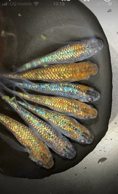 ricefish 30 eggs japan tropical medaka aquarium【aurora kilame sapphire long fin】