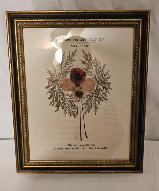 Rare Flowers From The Holy Lands Framed 8X10 Pressed From Saffed