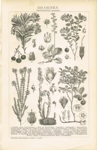 Botanische Tafel ERDBEERBAUM / PREISELBEERE/ HEIDELBEERE Original-Holzstich 1894